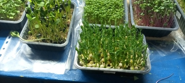 Сбор урожая микрозелени.
