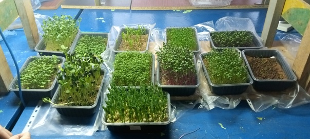 Сбор урожая микрозелени.